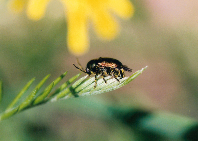 Cryptocephalus (?) (Chrysomelidae)